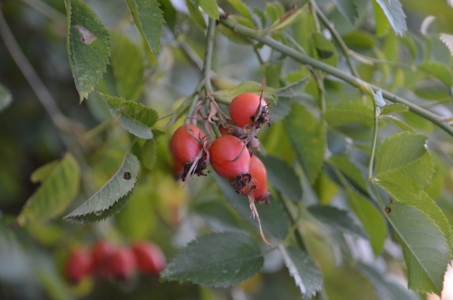 Saint-Pierre-de-Caubel