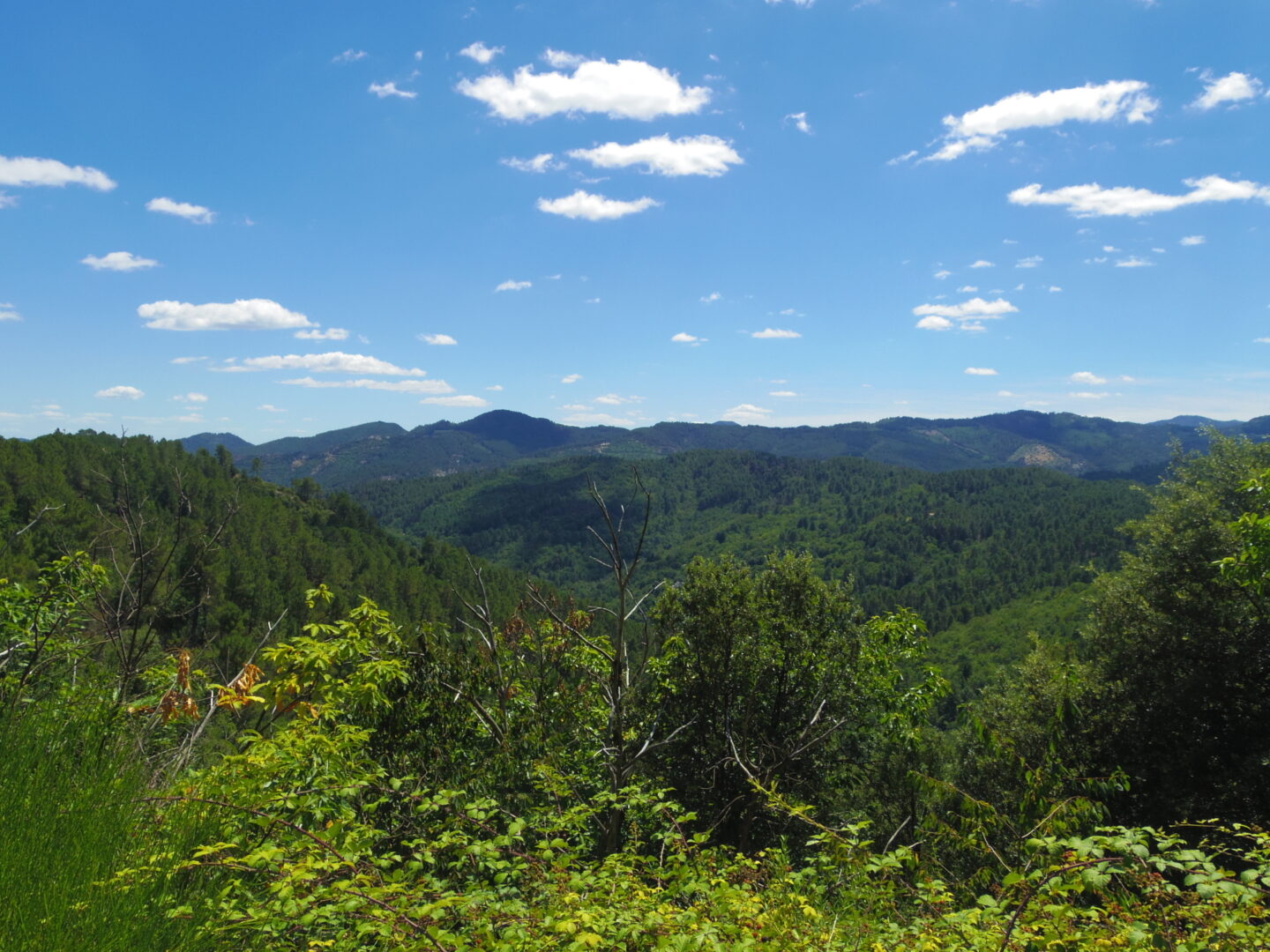SENTIER DES PINS Saint-Julien-des-Points Occitanie