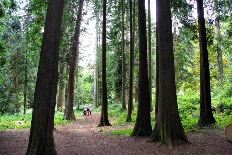 Base VTT FFC des Monts du Limousin Circuit 18 L’arboretum La Jonchère-Saint-Maurice Nouvelle-Aquitaine Base VTT FFC des Monts du Limousin Circuit 18 L’arboretum La Jonchère-Saint-Maurice Nouvelle-Aquitaine