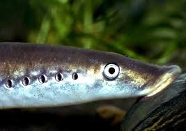 Boucle pédestre Lavagnac au fil de l’eau Sainte-Terre Nouvelle-Aquitaine Boucle pédestre Lavagnac au fil de l'eau Sainte-Terre Nouvelle-Aquitaine