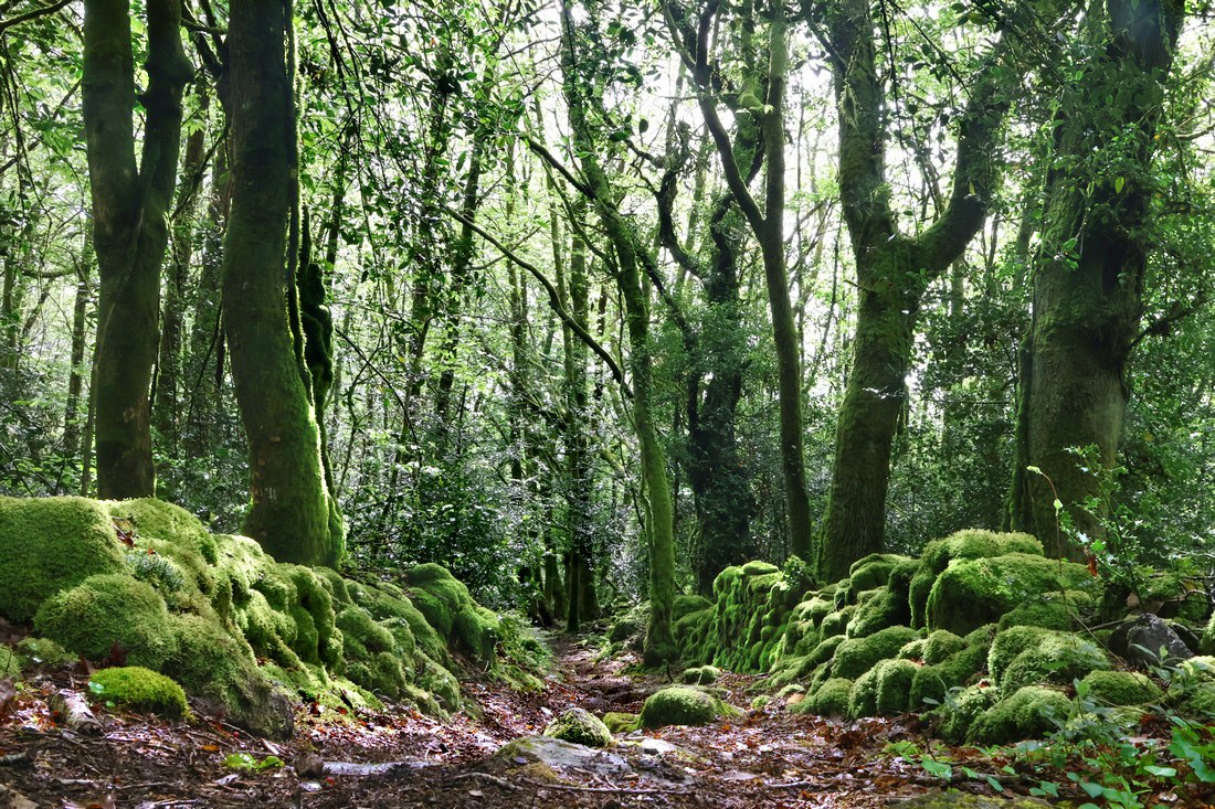 La balade du Grand murin Razès Nouvelle-Aquitaine La balade du Grand murin Razès Nouvelle-Aquitaine