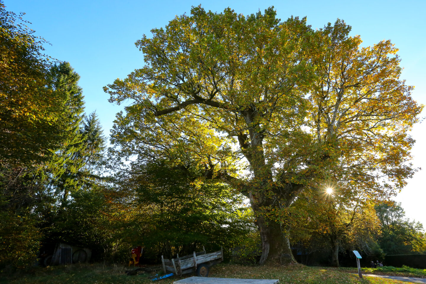 Sur les chemins de Marcouyeux Montaignac-sur-Doustre Nouvelle-Aquitaine