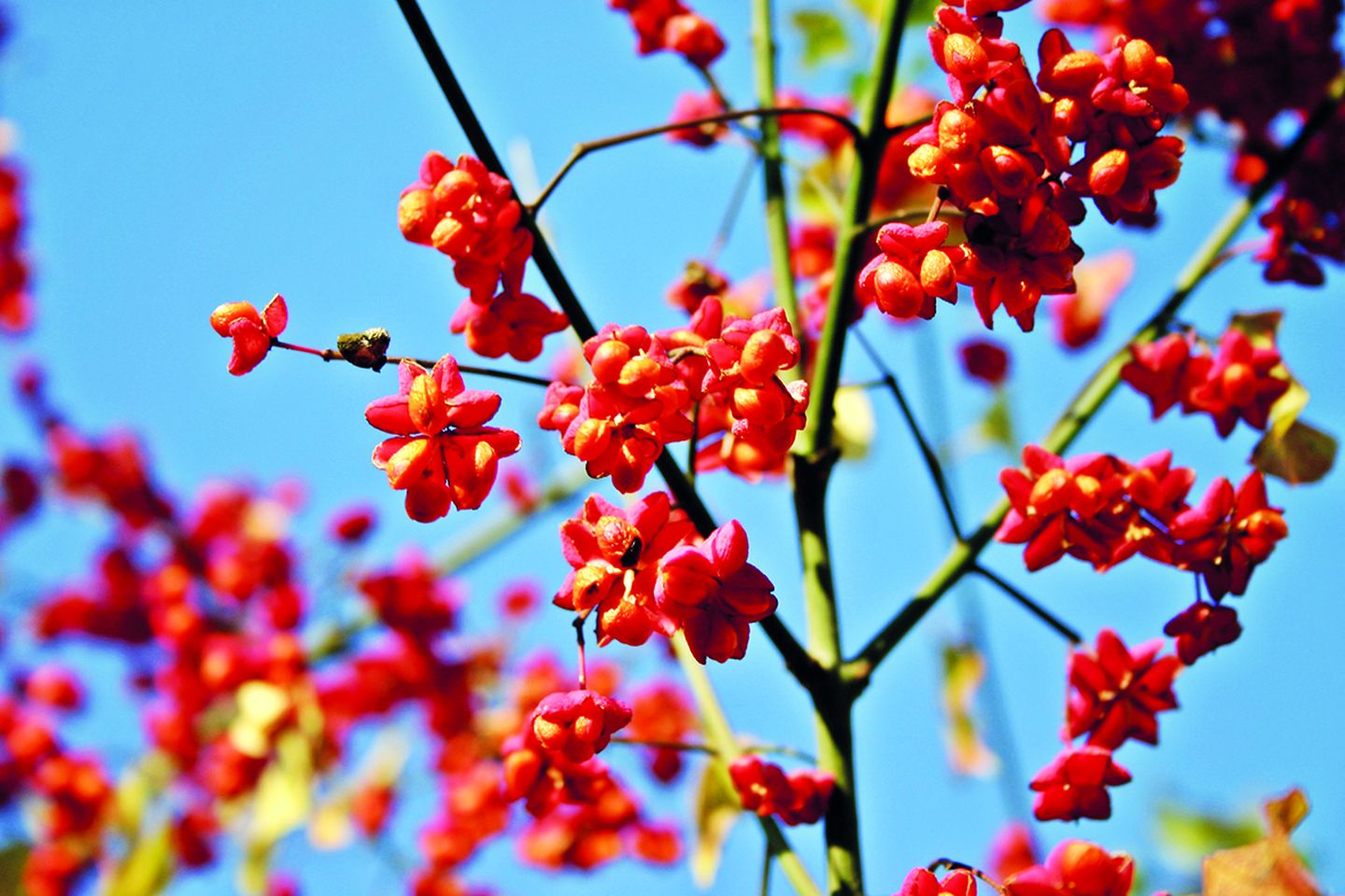 Sedzère Les fusains Sedzère Nouvelle-Aquitaine