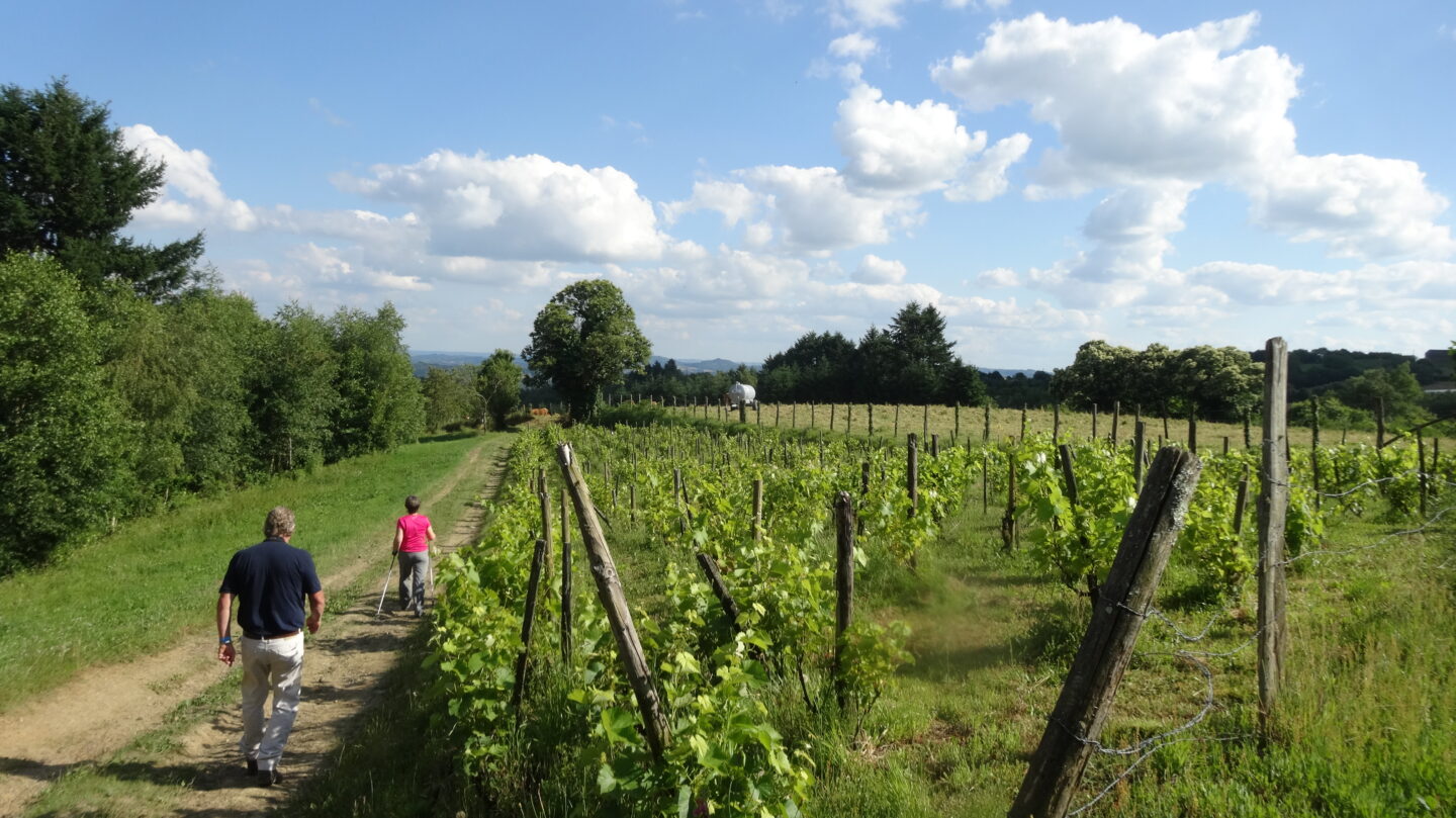 Les Vignes Concèze Nouvelle-Aquitaine