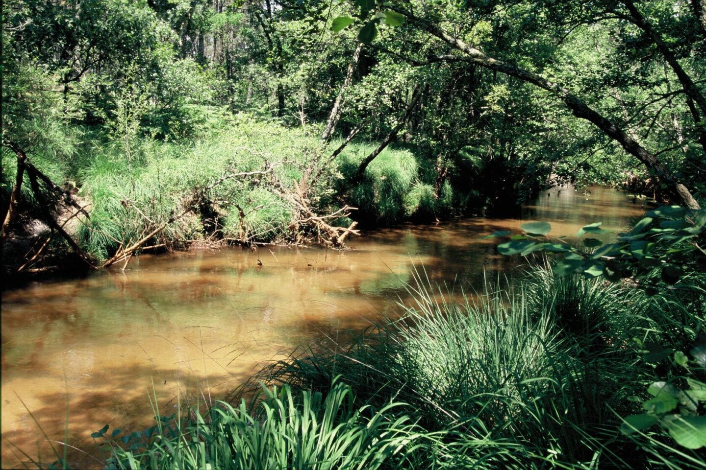 Grande Leyre landaise de Commensacq à Pissos Commensacq Nouvelle-Aquitaine Grande Leyre landaise de Commensacq à Pissos Commensacq Nouvelle-Aquitaine