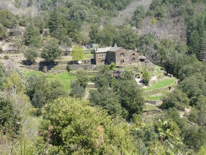 Le mulet Grisou Saint-André-de-Lancize Occitanie