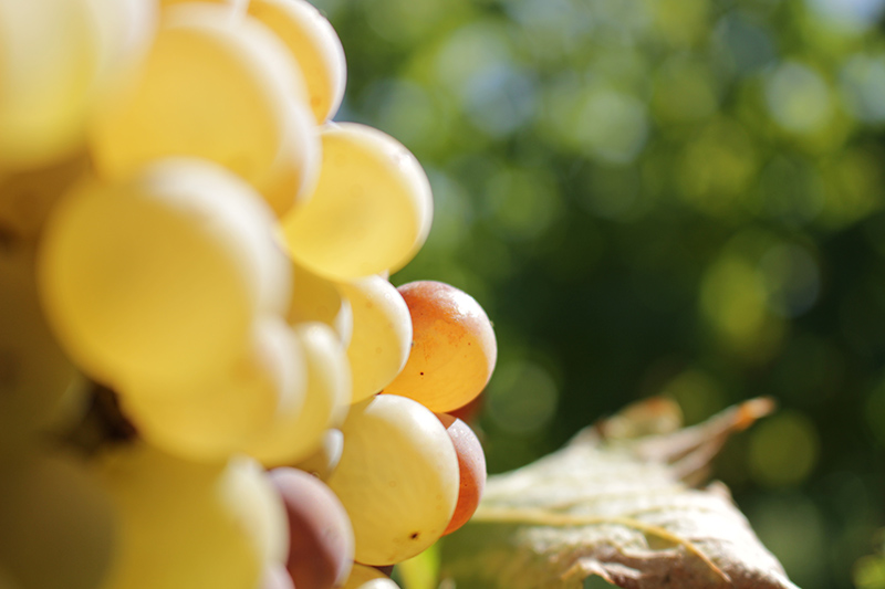 Boucle de Monbazillac Monbazillac Nouvelle-Aquitaine