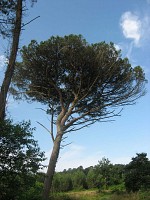 Morcenx en écorando Circuit aux sources du Bez Morcenx-la-Nouvelle Nouvelle-Aquitaine