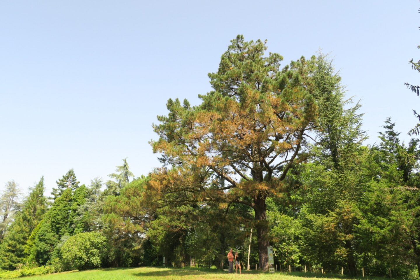 N°82 Arboretum de Payssas Lasseube Nouvelle-Aquitaine