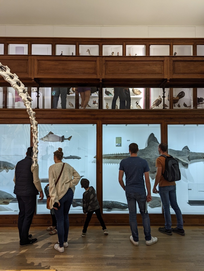 Visites animées en famille : Derniers tours de piste Muséum d'Histoire Naturelle