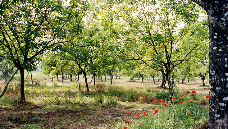 Autour de la noix à Nailhac Nailhac Nouvelle-Aquitaine