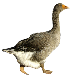 GuidiGO Suis Olivia l'oie dans sa tentative d'évasion Montignac-Lascaux Nouvelle-Aquitaine