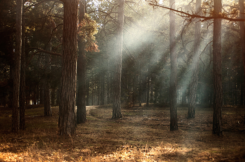 Bois de Pelloufet Cubiérettes Occitanie