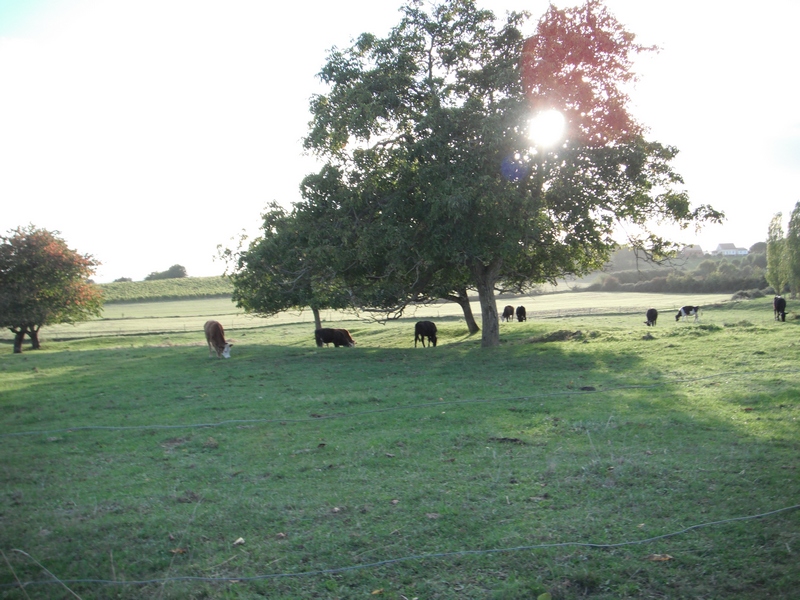 Boucle de Phénix Saint Aubin de lanquais Saint-Aubin-de-Lanquais Nouvelle-Aquitaine Boucle de Phénix Saint Aubin de lanquais Saint-Aubin-de-Lanquais Nouvelle-Aquitaine