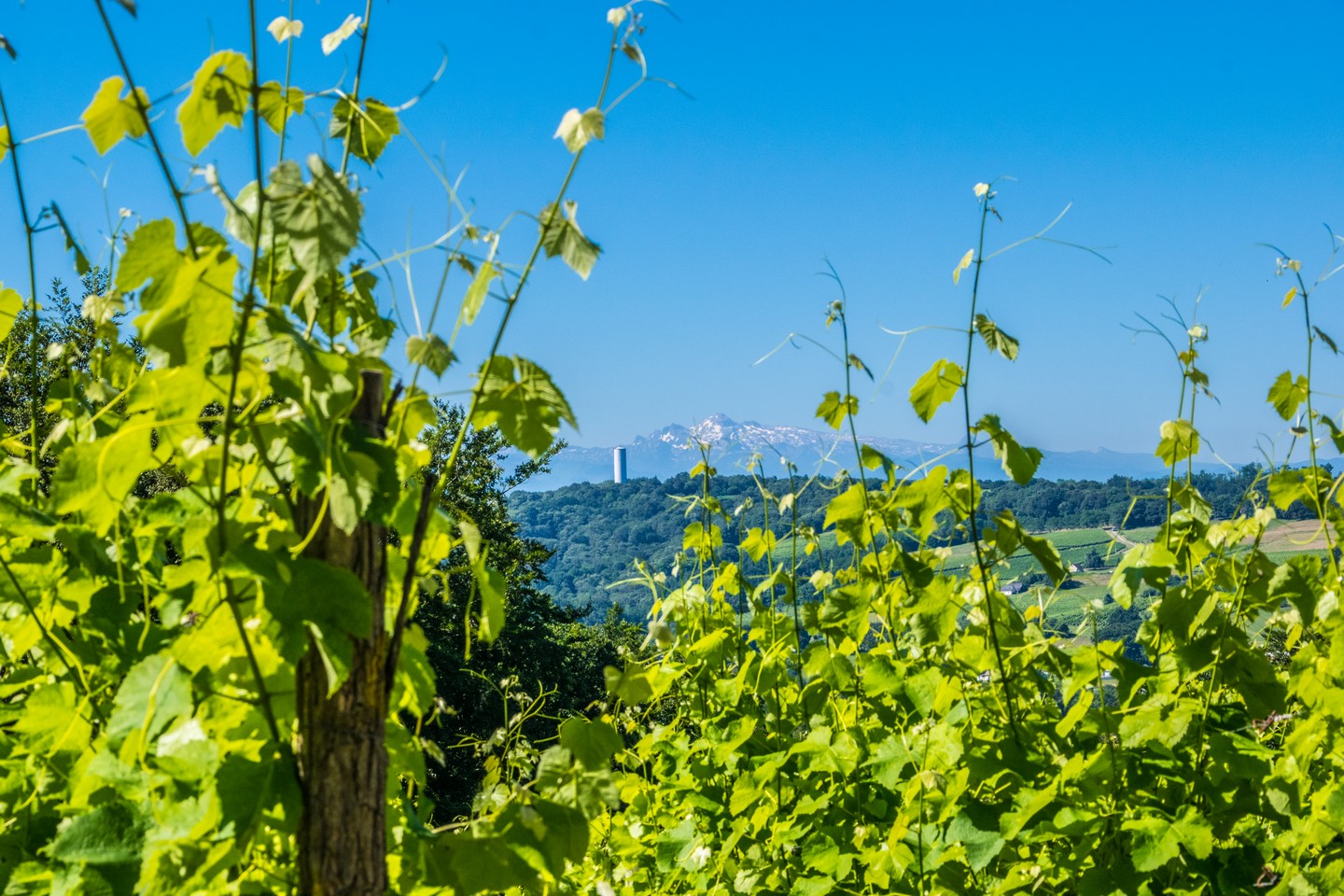 Arbus Les coteaux du bois de bas Arbus Nouvelle-Aquitaine
