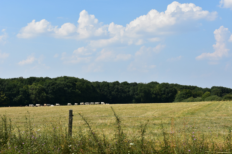Circuit de la Taille d’enfer Pierrefitte-ès-Bois Centre-Val de Loire Circuit de la Taille d'enfer Pierrefitte-ès-Bois Centre-Val de Loire