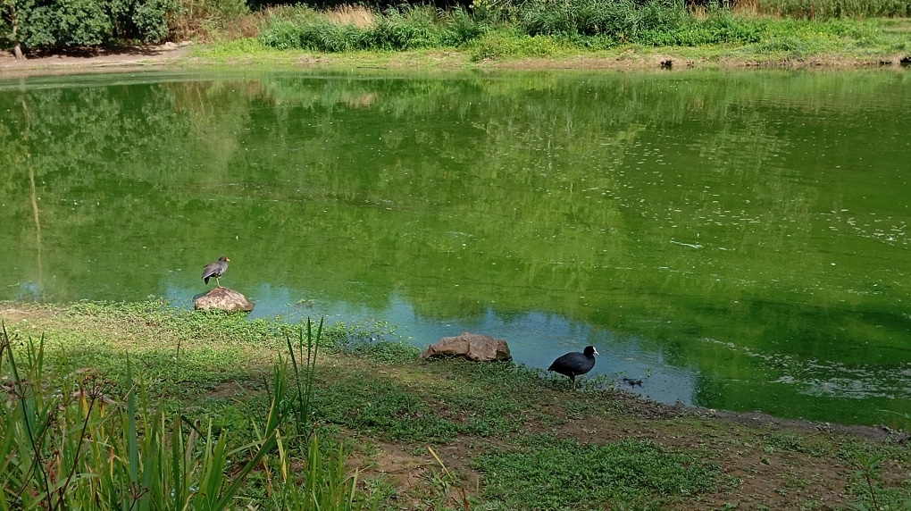 Poule d’eau et foulque