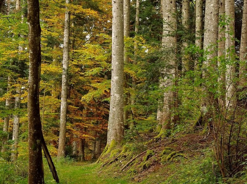 LES PRADILHOUS DE LA LOUBIÈRE Mont Lozère et Goulet Occitanie