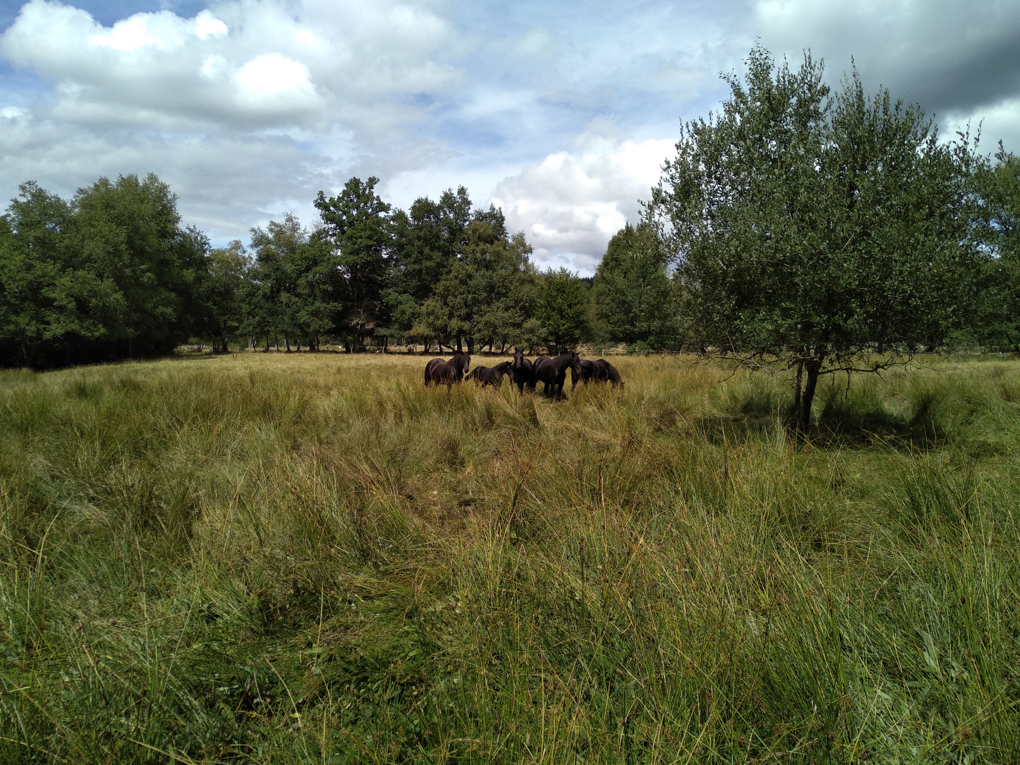 Au coeur du Plateau 2 km Saint-Merd-les-Oussines Nouvelle-Aquitaine