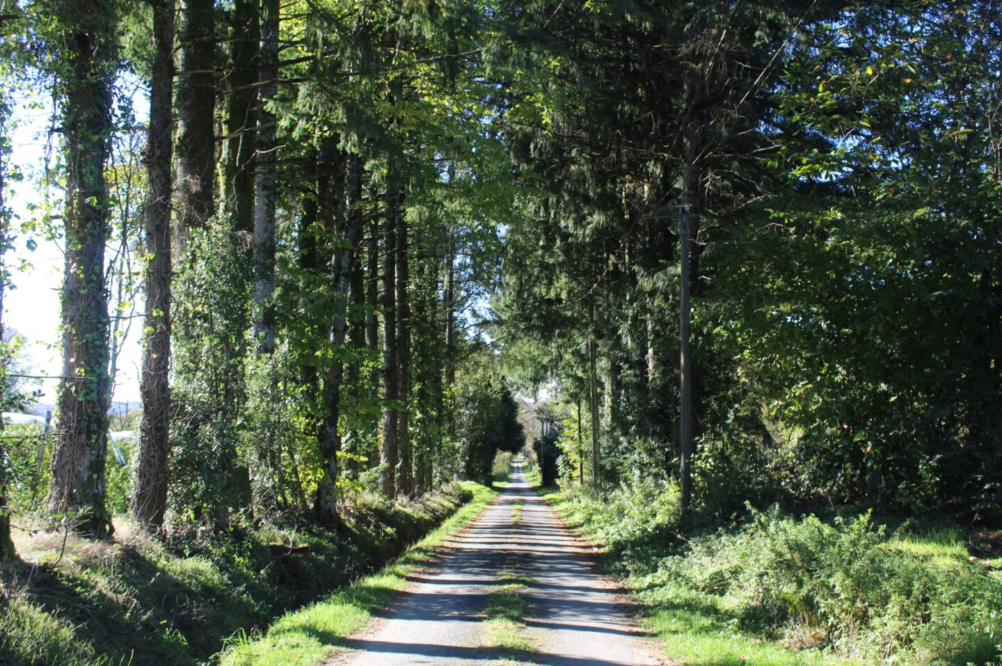 Le Tilleul de Sully Montgibaud Nouvelle-Aquitaine