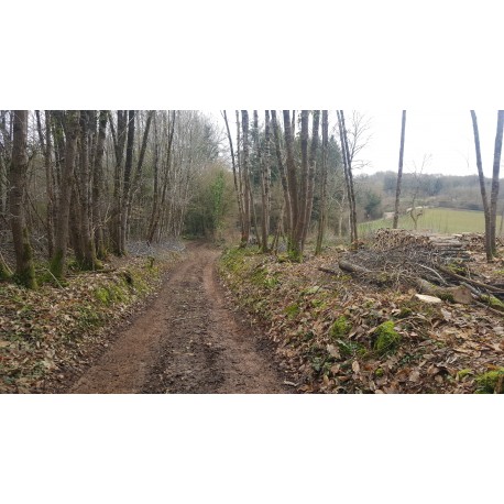 Les bois de Celles Celles-sur-Belle Nouvelle-Aquitaine
