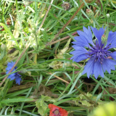 Mairé-Levescault Les Grands Bois Mairé-Levescault Nouvelle-Aquitaine