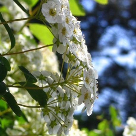 Le Charroi Un Sentier d’Observations Scientifiques Saint-Coutant Nouvelle-Aquitaine