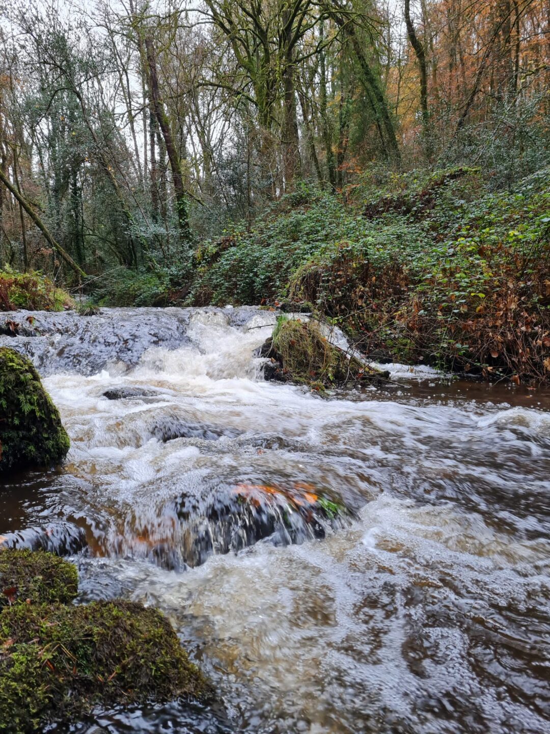 Le Bois d'Anjou Soudaine-Lavinadière Nouvelle-Aquitaine