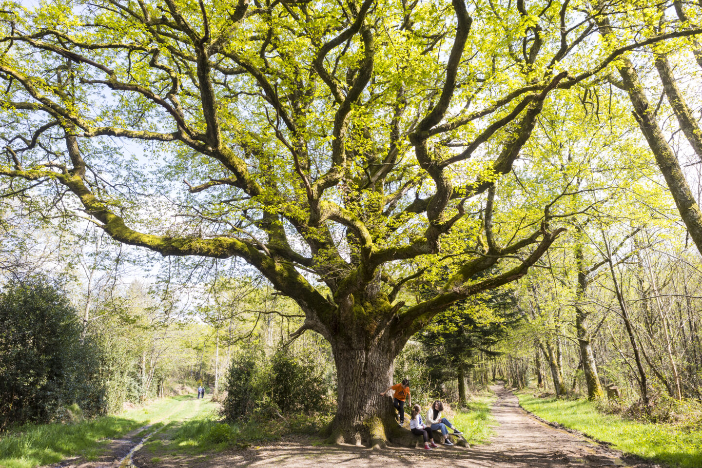 Vers le chêne de Bramefan Rochechouart Nouvelle-Aquitaine
