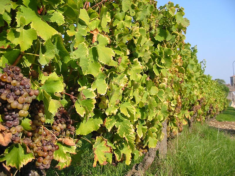 Boucle de Rouffignac de Sigoulès Rouffignac-de-Sigoulès Nouvelle-Aquitaine