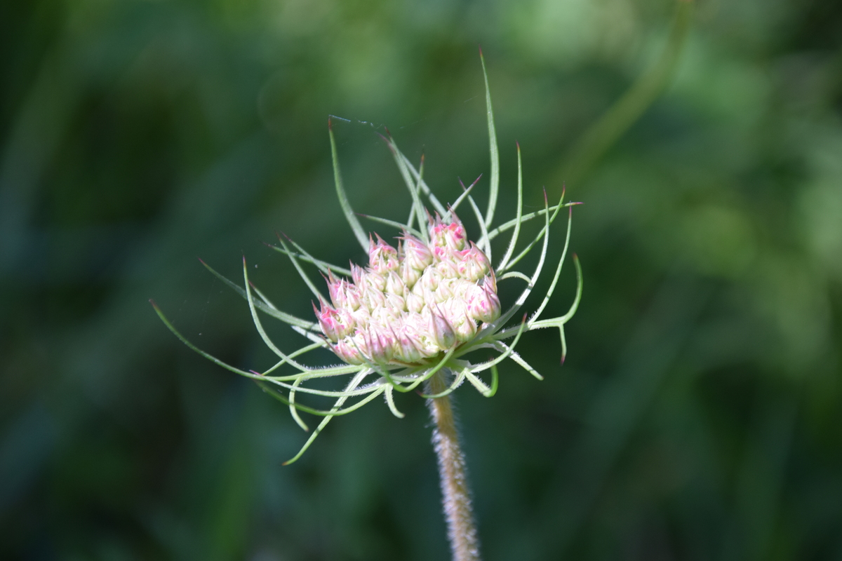 Boucle des 3 Bornes Saint-Front-d'Alemps Nouvelle-Aquitaine