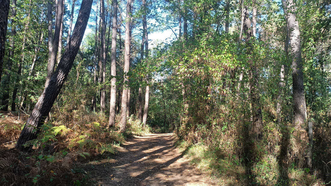 Boucle des Pins Saint-Sauveur Nouvelle-Aquitaine