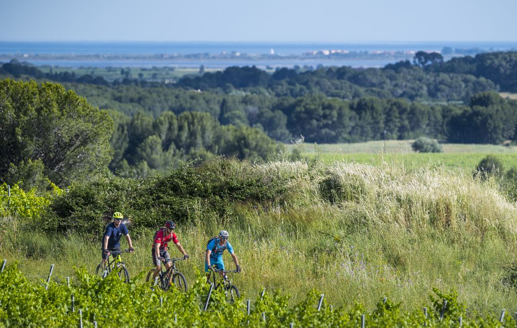 CIRCUIT VTT 18: LE PETIT PICPOUL ESPACE VTT/GRAVEL CAP D'AGDE MÉDITERRANÉE Florensac Occitanie