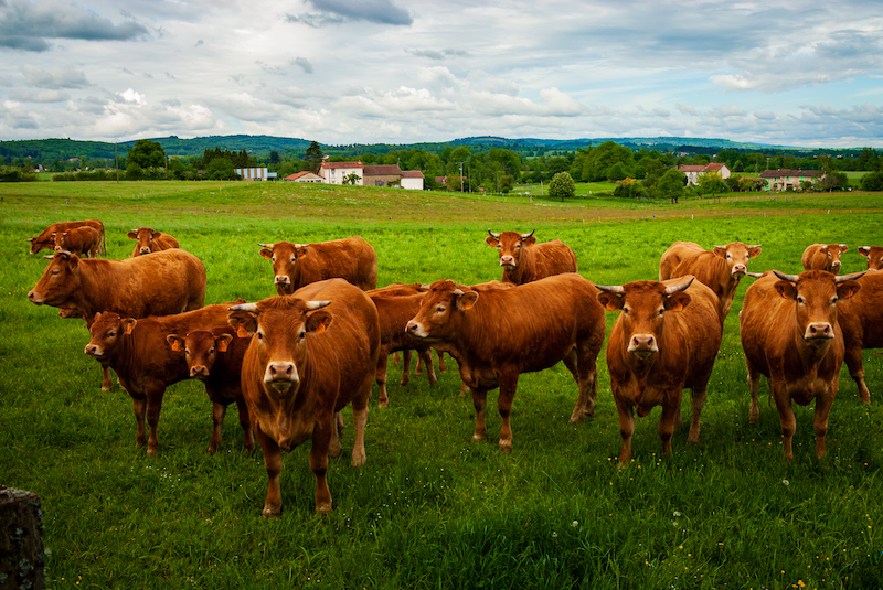 Circuit de la colline catalacoise Chaptelat Nouvelle-Aquitaine