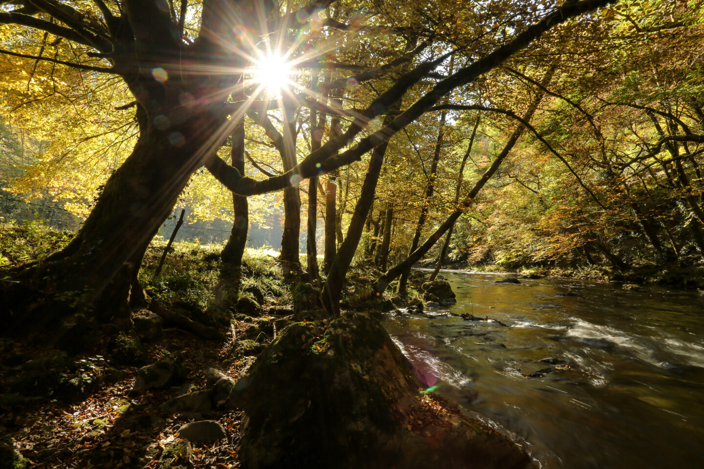 Sur les traces des cerfs Saint-Hilaire-Foissac Nouvelle-Aquitaine