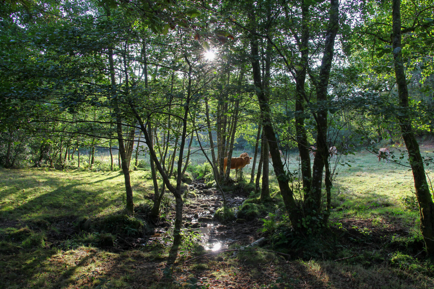 Le Puy Bezin Saint-Yrieix-le-Déjalat Nouvelle-Aquitaine