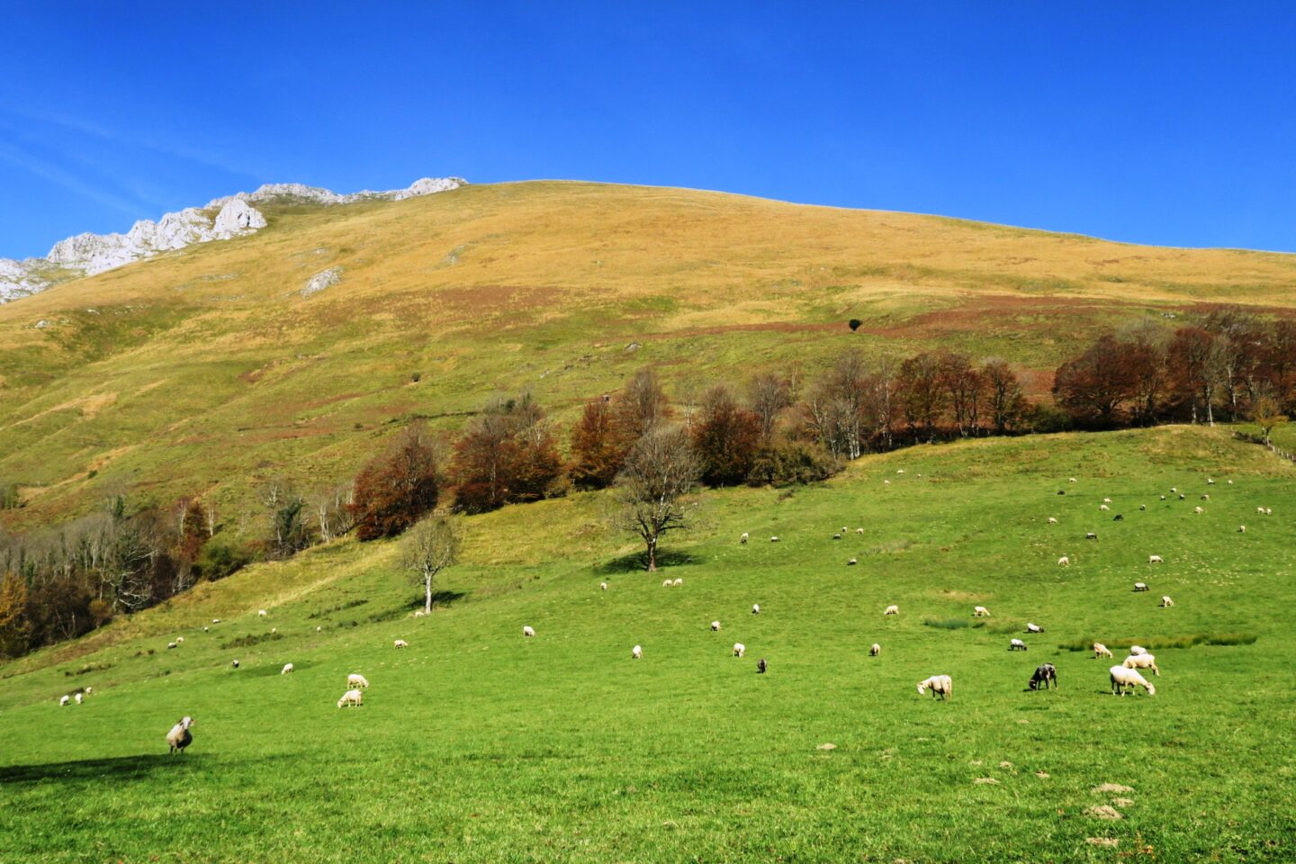 N°7 Aspe Col de Laünde Lourdios-Ichère Nouvelle-Aquitaine