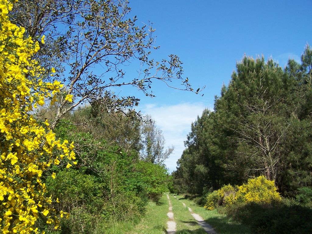 Forêt de pins 9 km-Ondres-Circuit jaune Ondres Nouvelle-Aquitaine