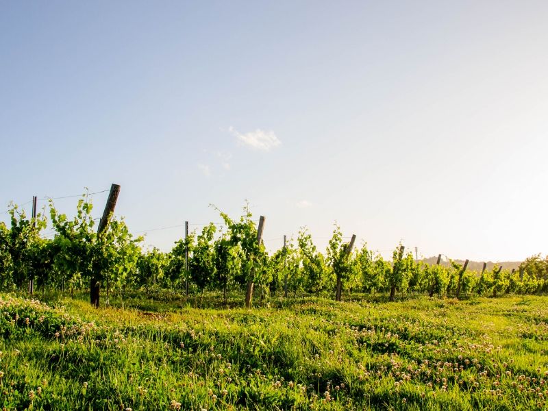 Boucle locale du Cheval Blanc Saint-Sève Nouvelle-Aquitaine