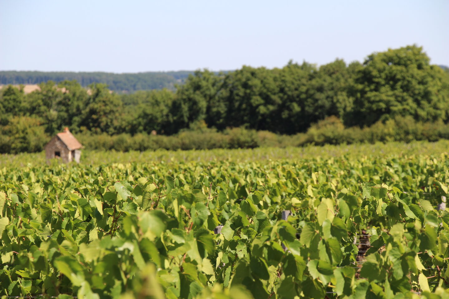 Les vignes Châteaumeillant Centre-Val de Loire Les vignes Châteaumeillant Centre-Val de Loire
