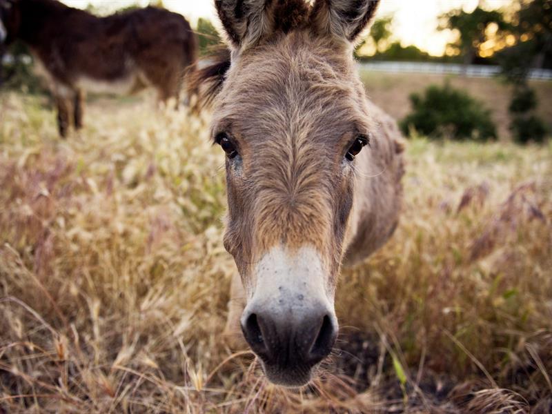 Balade à dos d'ânes