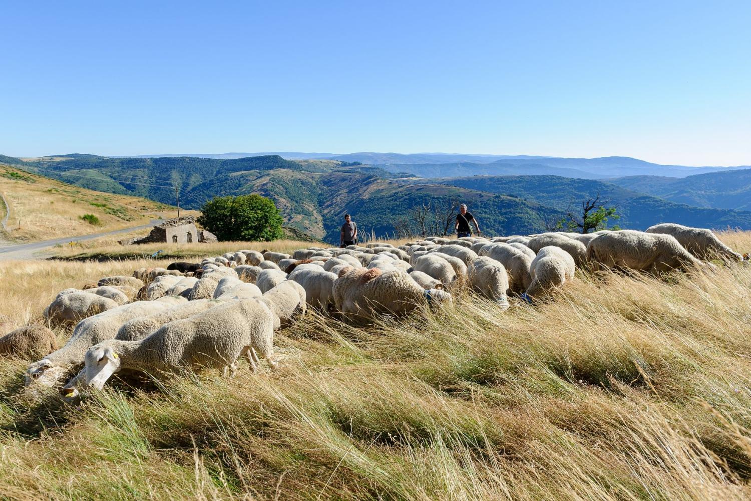 CONVERSATION CROISÉE SUR L’AGROPASTORALISME