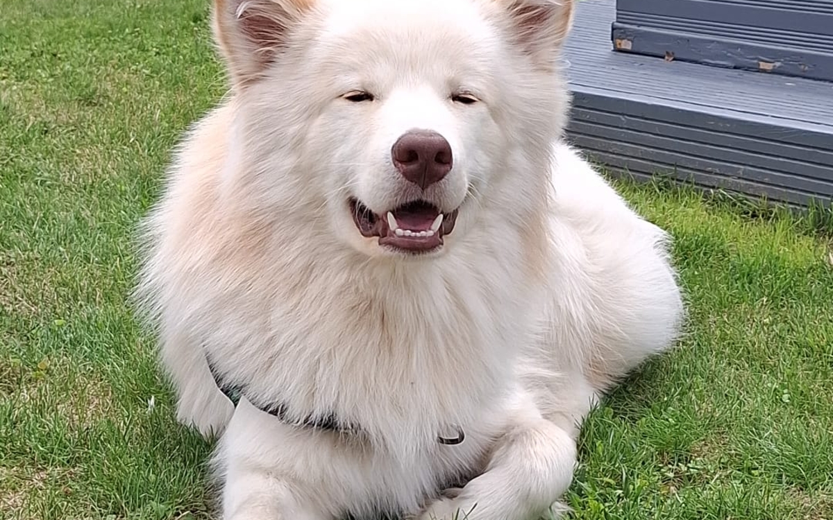 Des histoires de wouf : médiation animale à la bibliothèque ! Bibliothèque Charlotte Delbo Paris