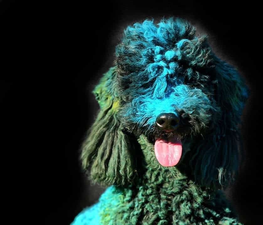 école médiation canine