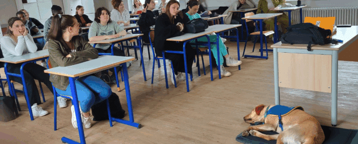 école médiation canine (3) école médiation canine