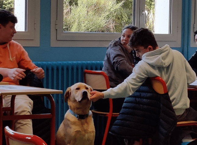 école médiation canine 