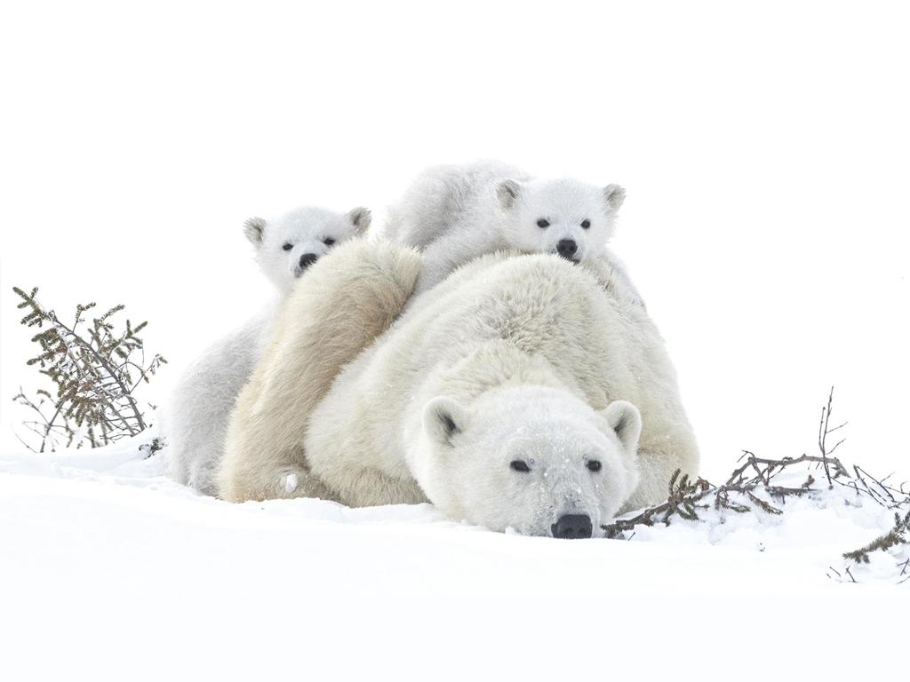 FESTIVAL de cinéma "Nature Climat et Environnement"
