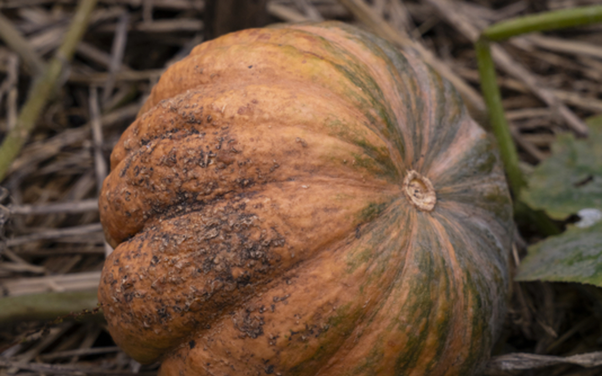 La fête de la courge à la Ferme de Paris Ferme de Paris Paris