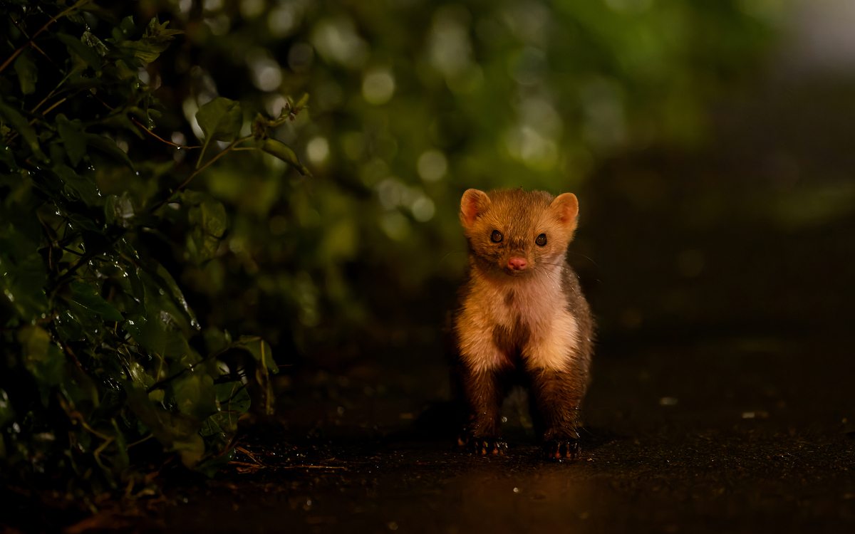 Les Mal-aimés à Paris Maison Paris Nature Paris