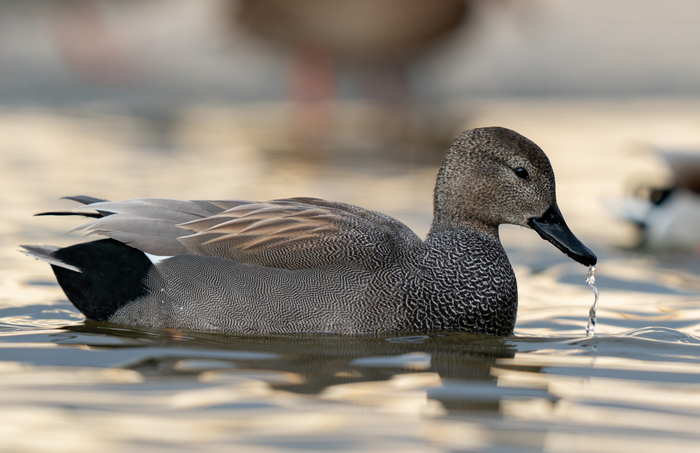 Observer Les Oiseaux d'eau hivernants